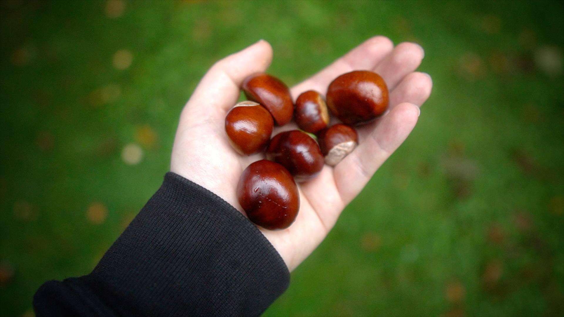 Conkers